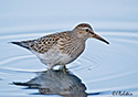 Calidris melanotos